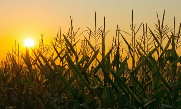 ¿De qué se trata la agricultura post granaria?