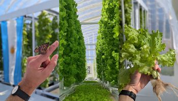 ¿Se pueden producir 50.000 plantas por mes en una terraza? El grupo argentino que quiere ser el "Coca-Cola" de la góndola de verdulería