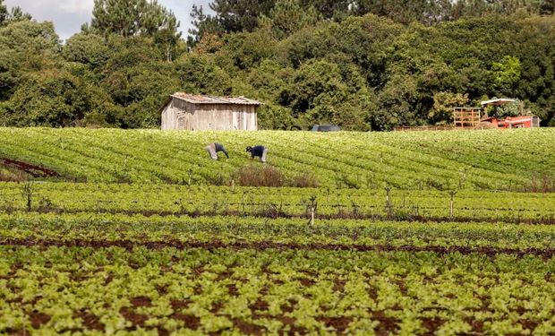 Edital prevê que 75% dos recursos serão destinados a projetos de negócios de cooperativas da agricultura familiar