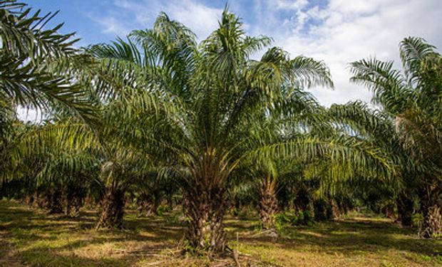 Exemplo de sistema produtivo integrado de baixo carbono da Embrapa-MT. (foto - Sistema CNA/Senar)