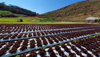 Agro brasileiro e a luta dos "quatro cavaleiros do apocalipse"