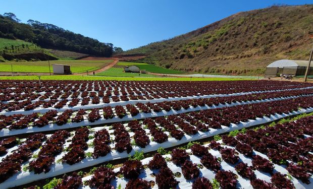 Agro brasileiro e a luta dos "quatro cavaleiros do apocalipse"