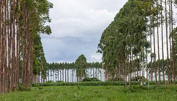 Europa e Brasil avaliam investimentos para agricultura de baixo carbono