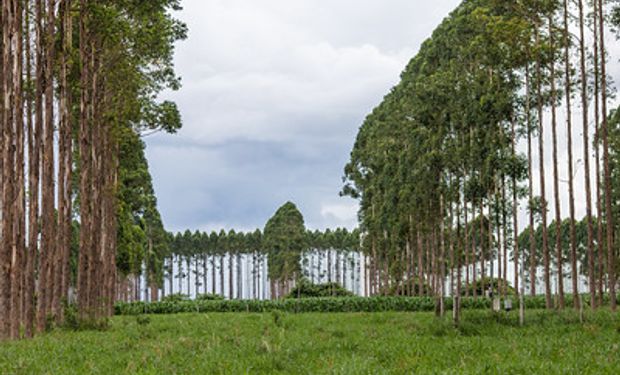 Área de integração Lavoura, Pecuária e Floresta (ILPF) do país. (foto - Sistema CNA/Senar)