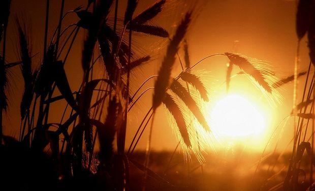 Con los buitres sobrevolando, el agro aún sigue estaqueado