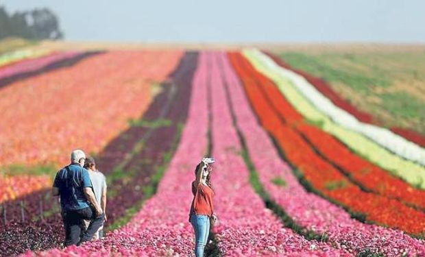 Con riego se transformó una zona muy árida en un campo de flores, cerca de Gaza.