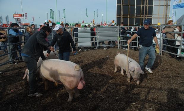 Los cabañeros de cerdos siguen apostando a AgroActiva