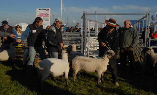 El establecimiento entrerriano El Porvenir llevará ovinos Hampshire Down y Texel. Además, exhibirá caprinos Boer.