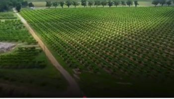 Rastreabilidade em grande escala: O rigoroso padrão que a Brasilagro consolidou no Cone Sul