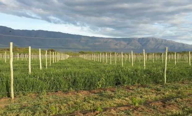 El sistema tiene plantaciones de frutales, olivos, nogales, hortalizas y pasturas, estanques para acuicultura y un tambo caprino.