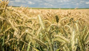 El insumo que con dos litros da hasta 588 kg extras de trigo por hectárea: es sustentable y de aplicación foliar