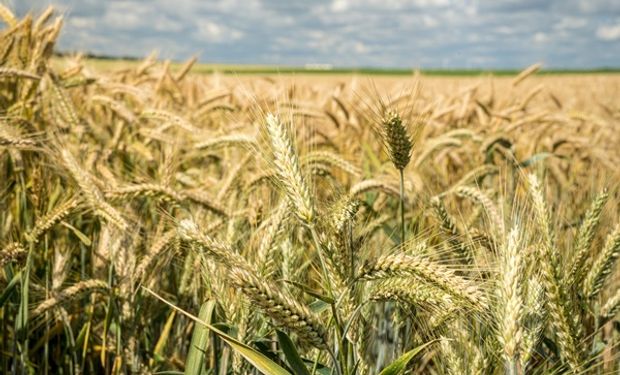 El insumo que con dos litros da hasta 588 kg extras de trigo por hectárea: es sustentable y de aplicación foliar