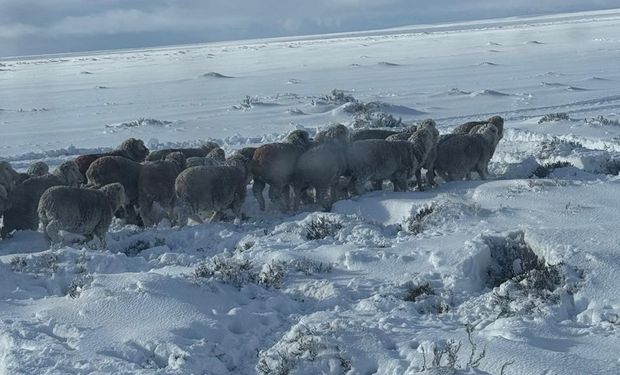 Llamado a la solidaridad: cómo es el alias de los productores de Santa Cruz que reciben donaciones frente al temporal de frío y nieve