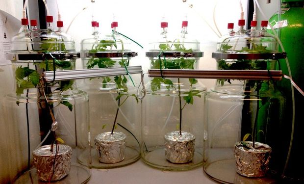 Dispositivo de recolección de compuestos volátiles. Plantas de tomate bajo tratamiento con radiación rojo lejana en pleno muestreo.