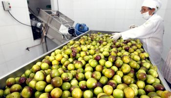 Agroindústria inicia 2026 com alta de 0,5%, puxada por alimentos e bebidas, diz FGVAgro