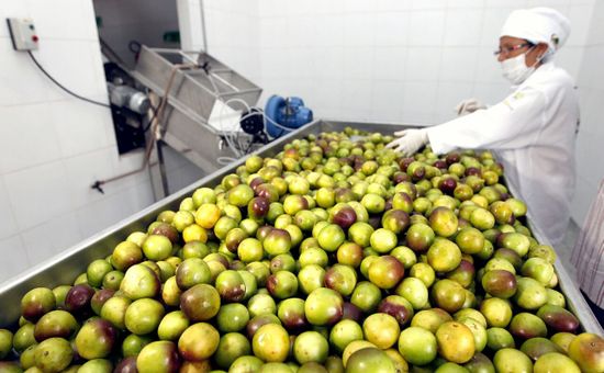A produção de insumos agropecuários caiu 0,5%, marcando a terceira queda interanual consecutiva