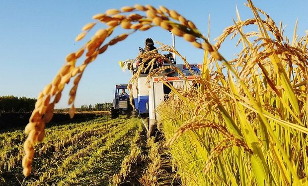 Recientemente Liag, firma que siembra en campos propios y en asociación con productores, lanzó al mercado ON por u$s15 millones.