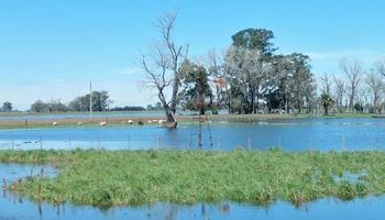 Santa Fe: un 40% de la soja sembrada se vio afectada por el temporal