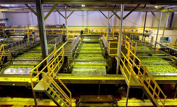 La fábrica puede procesar hasta 1000 toneladas diarias de limón. Foto: La Moraleja