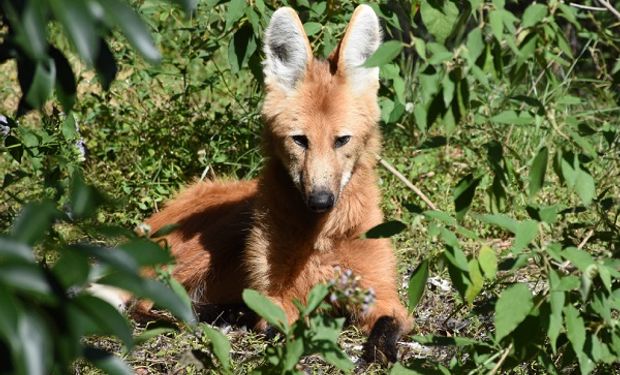 Día del Animal 2023: por qué se celebra el 29 de abril y cuáles están en riesgo