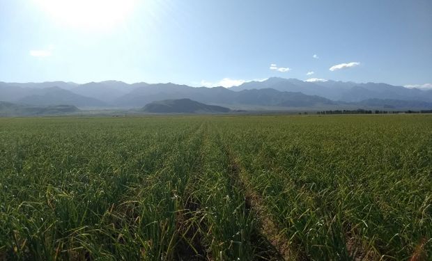 Cultivo estrella: el deseado ingrediente que esconden los Suelos de Uco