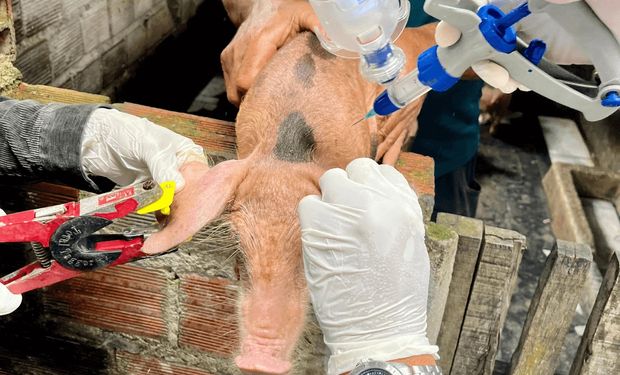 A expectativa inicial da Adeal era vacinar um rebanho estimado em 116 mil animais.