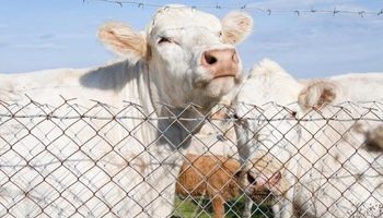 En el campo hay trabajo: revive un oficio, destacan que es una oportunidad para jóvenes y este es el campeón nacional de la actividad