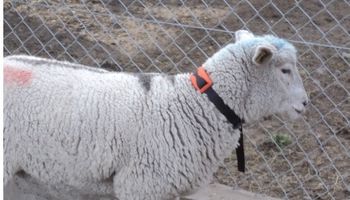 Alambrados virtuales evitan el sobrepastoreo de ovinos en el sur