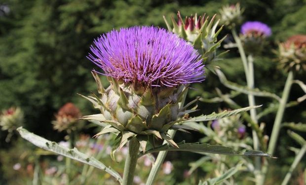 Descubren que la flor del alcaucil permite producir quesos con propiedades destacadas