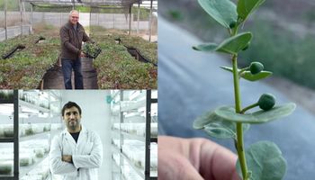 Sin ser del campo, arrancó con 400 gramos de un (delicioso) cultivo no tradicional y hoy emplea a 23 familias: “Queremos expandir la plantación", destacan en Alcaparras Argentinas