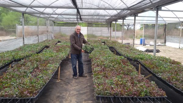 aldo rico alcaparras argentinas