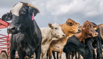 Alerta en Brasil: China mantiene el veto a la compra de carne