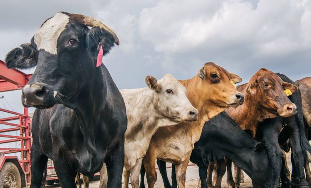 Alerta en Brasil: China mantiene el veto a la compra de carne