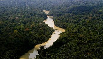 Alertas de desmatamento na Amazônia caem 66% em agosto