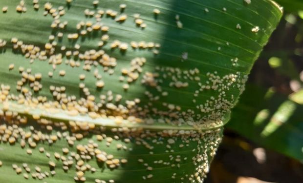 Alerta por la aparición de pulgón en sorgo: qué recomiendan para controlar esta "devastadora" plaga