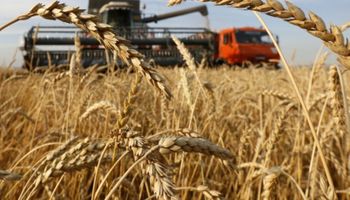 Alerta para los precios del trigo: "La colisión contra Rusia parece inevitable"