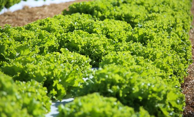 Preços recebidos pelo produtor em outubro  foram insuficientes para cobrir os custos de produção . (foto - Sistema CNA/Senar)