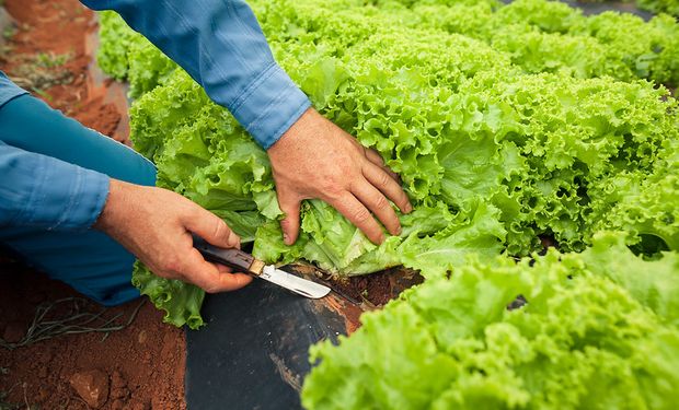 Clima favorece produção de alface em SP e preços caem, aponta Cepea