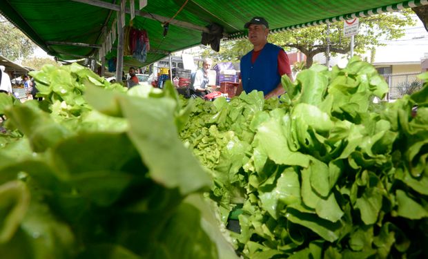 Alface sobe 36,56%: veja quais hortaliças e frutas pesaram no bolso em janeiro