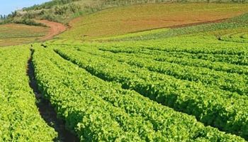 Calor extremo pode acabar com cultivo de alface em campo aberto no Brasil até 2100