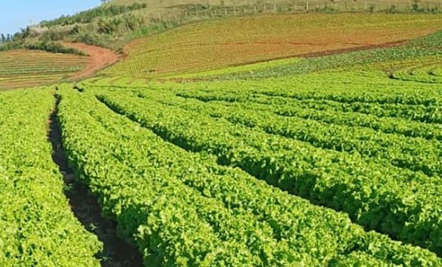 Calor extremo pode acabar com cultivo de alface em campo aberto no Brasil até 2100