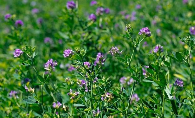 Solicitaron la inscripción de una nueva variedad de alfalfa resistente a bacteriosis