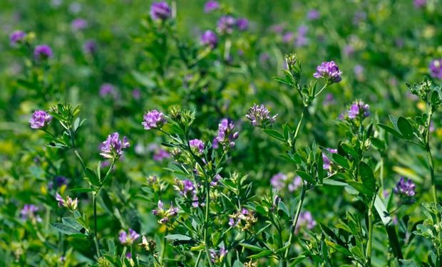 Señal de China: aprobó la importación de una alfalfa transgénica por primera vez en más de una década