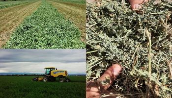 El cultivo que tiene hasta seis "cosechas" por campaña y que le compite a la soja "con los ojos cerrados": cuánto rinde y cómo llega del campo argentino a Medio Oriente