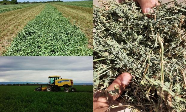 El cultivo que tiene hasta seis "cosechas" por campaña y que le compite a la soja "con los ojos cerrados": cuánto rinde y cómo llega del campo argentino a Medio Oriente