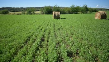 Solicitaron la inscripción de una semilla de alfalfa con mayores cualidades sanitarias