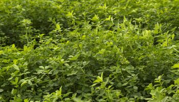 El Senasa constató la destrucción de 147 hectáreas de alfalfa transgénica ilegal