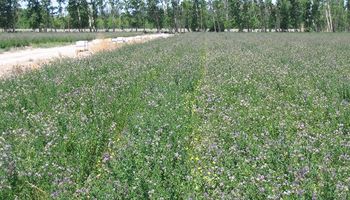 Registran una nueva variedad de semilla de alfalfa 