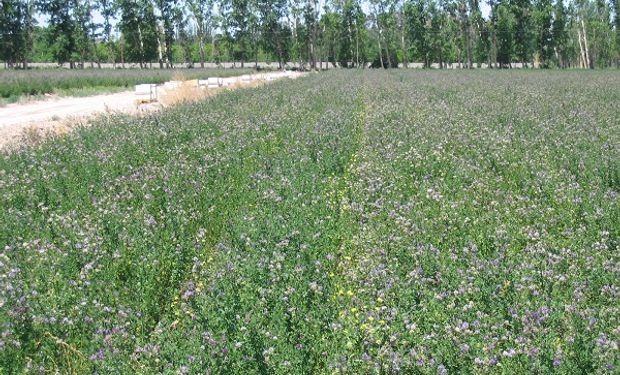 Registran una nueva variedad de semilla de alfalfa | Agrofy News Registran una nueva variedad de semilla de alfalfa | Agrofy News