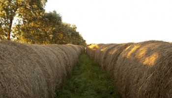 Alfalfa de La Pampa con destino a Bolivia